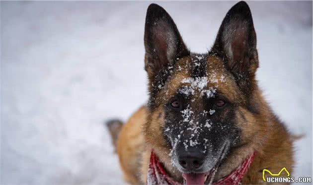 世界犬种智商排行榜第三位，德国牧羊犬