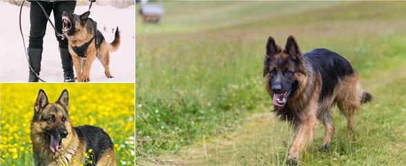 世界犬种智商排行榜第三位，德国牧羊犬