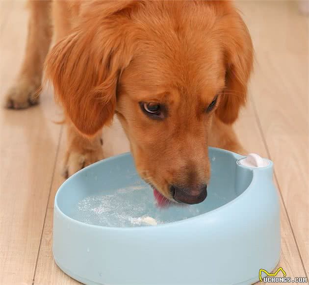 狗狗口腔护理3种模式，你还不知道？