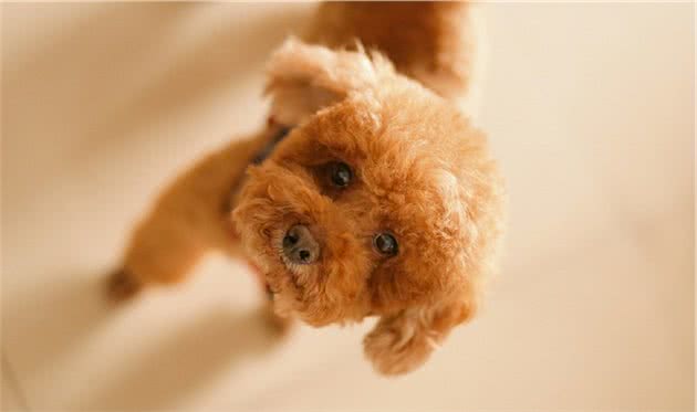 泰迪真的是贵宾犬，养狗狗的人知道吗？