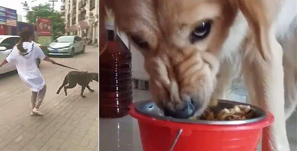 宠物狗不认主之行为解析，把狗养成恶犬不如不养