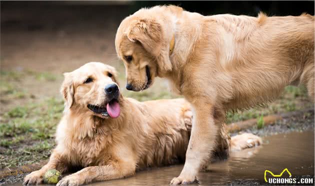 这辈子，一定要养一只“金毛犬”