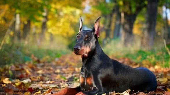 犬的起源：至今未解的谜团日渐清晰