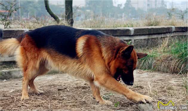 昆明犬—菠萝，让人难以忘怀的伙伴