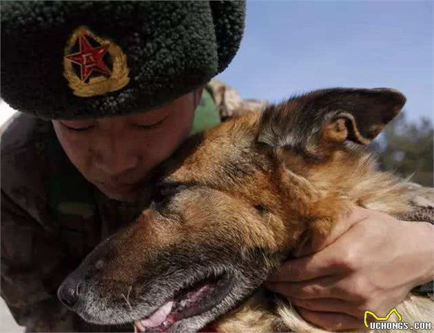 昆明犬—菠萝，让人难以忘怀的伙伴