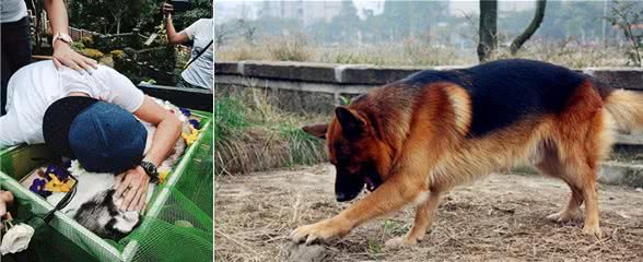 昆明犬—菠萝，让人难以忘怀的伙伴