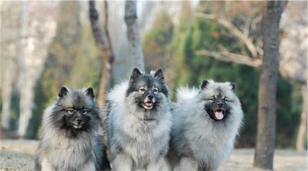 寻根问祖系列（18）：荷兰毛狮犬（Keeshond）