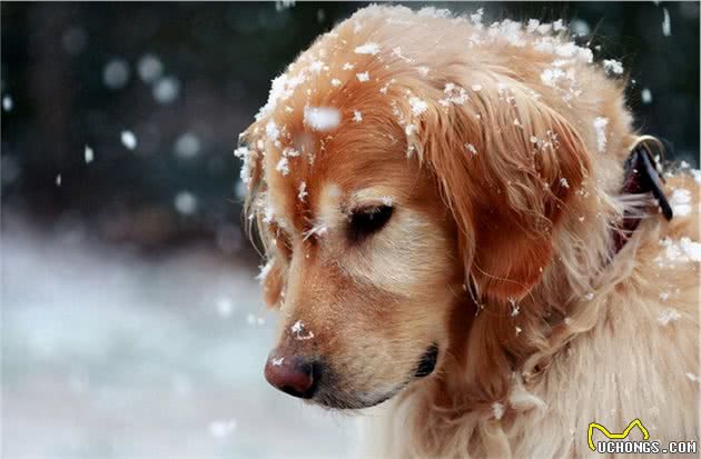 最不怕冷的几种狗，在雪地玩耍是它们的最爱