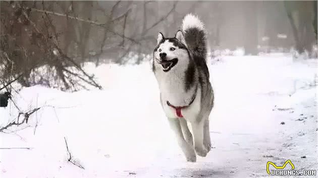 最不怕冷的几种狗，在雪地玩耍是它们的最爱