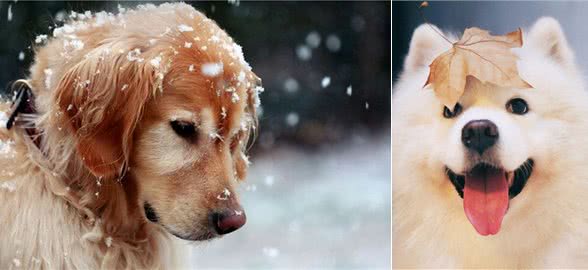 最不怕冷的几种狗，在雪地玩耍是它们的最爱