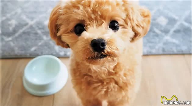 狗狗挑食怎么办？“饿一顿就好”真的靠谱吗？
