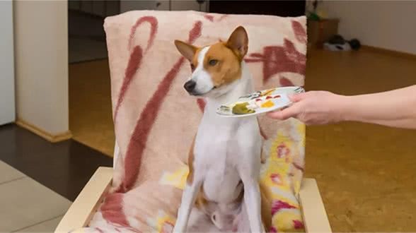 狗狗挑食怎么办？“饿一顿就好”真的靠谱吗？