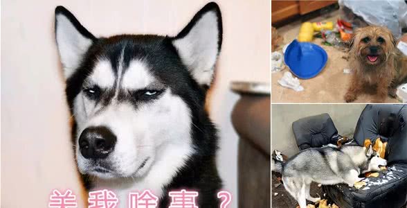 狗狗最欠揍的5种行为,第1个竟是你惯出来的