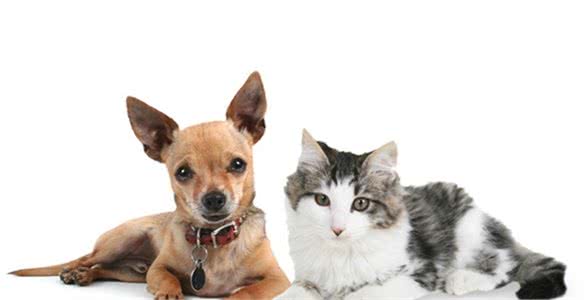 辟谣：犬猫吃商业化的犬猫粮是最好的，自然喂养其实更合适