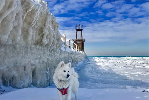 它能拉雪橇、能狩猎，比博美娇俏却终日活在萨摩耶的影子下