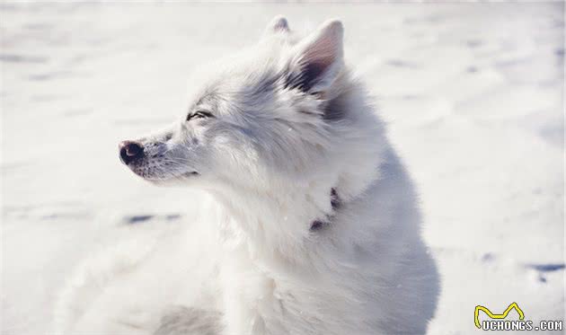 它能拉雪橇、能狩猎，比博美娇俏却终日活在萨摩耶的影子下