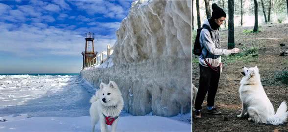 它能拉雪橇、能狩猎，比博美娇俏却终日活在萨摩耶的影子下