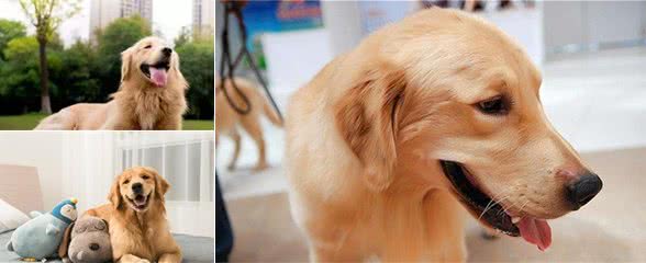 如果金毛犬这“7样东西”，你都可以随便碰，证明你是它的全世界