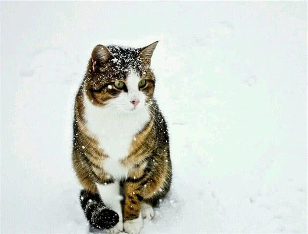 为什么俗话说“猫认屋，狗认人”