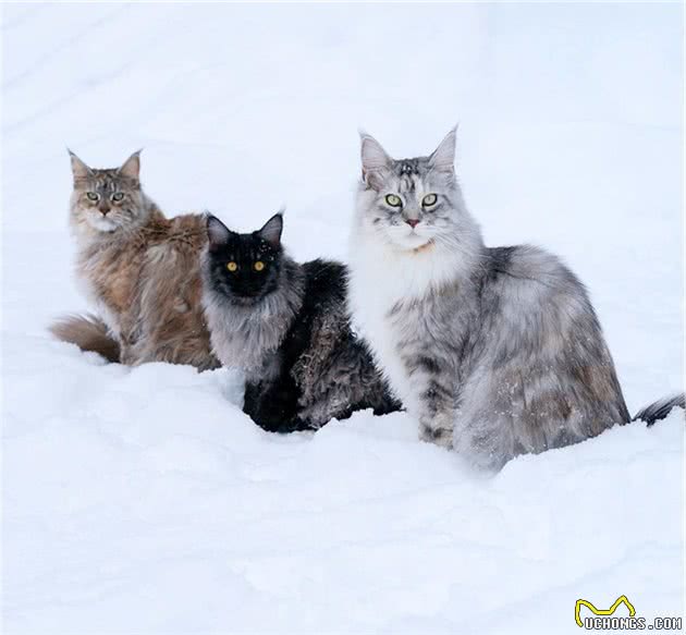 这只缅因猫的经验告诉我们，脸黑不仅威严还显得脸小