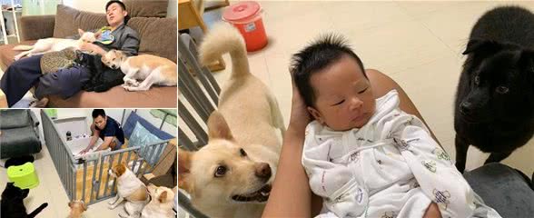 主人给孩子换尿布，四只狗保姆都跑过来围观，这可让主人紧张了
