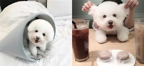 小狗刚到家,需要买什么