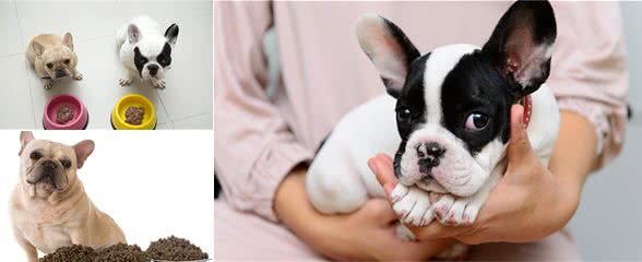 饲养法国斗牛犬，日常饮食不注意这5点，会让它“折寿”！