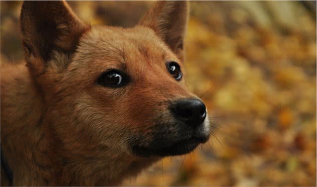 中华田园犬才是本地犬，具有宠物犬不具备的优点，凭啥叫我土狗？