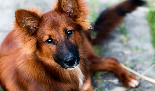 中华田园犬才是本地犬，具有宠物犬不具备的优点，凭啥叫我土狗？