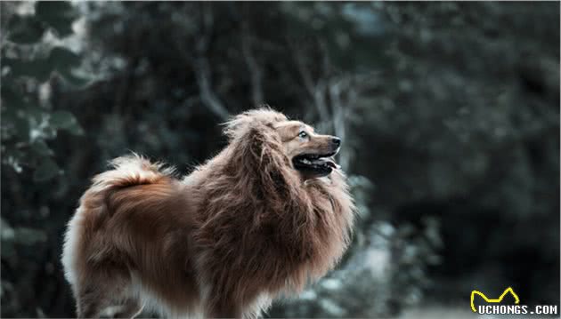 中华田园犬才是本地犬，具有宠物犬不具备的优点，凭啥叫我土狗？