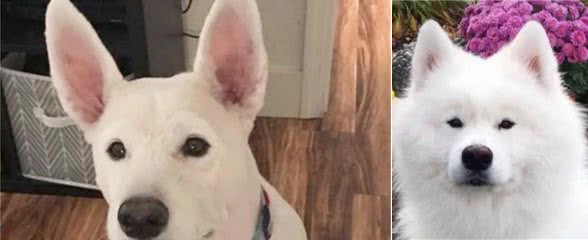 铲屎官送萨摩去美容,不想竟剃成了一只斗牛犬?