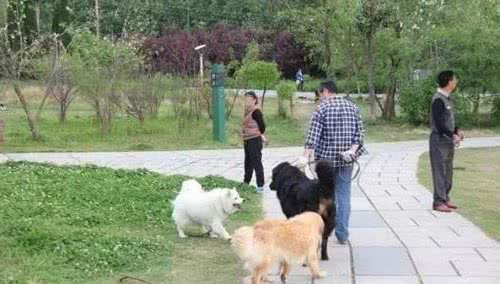 满街都是纯种犬，土狗真的一文不值吗？