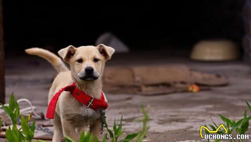 满街都是纯种犬，土狗真的一文不值吗？