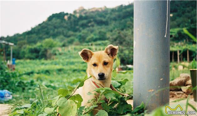 满街都是纯种犬，土狗真的一文不值吗？