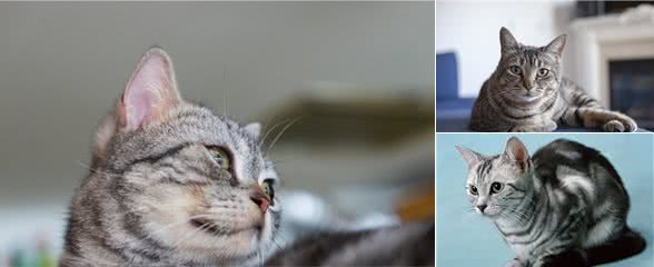美国短毛猫体重各阶段会不同，能维持正常标准，保证健康就好