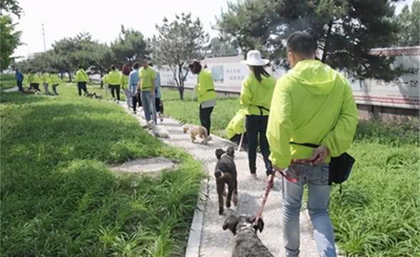 训犬师培训费用大概多少钱