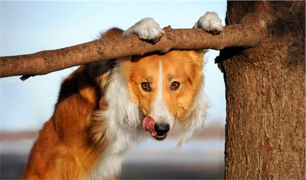 边境牧羊犬有这6种行为，说明看不起你，觉得你太蠢了