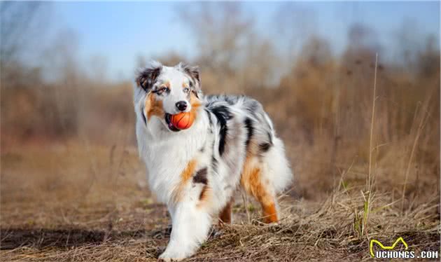 边境牧羊犬有这6种行为，说明看不起你，觉得你太蠢了