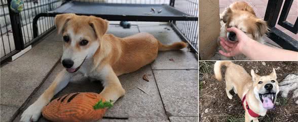 土狗可以当宠物狗养吗?