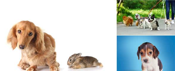 你家狗子胆小吗？提高狗子胆量的训练方法等你学