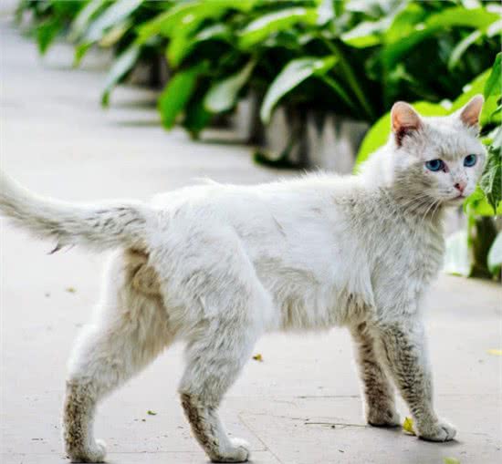 猫狗什么情况下需要洗牙呢？为什么宠物洗牙更贵？存在哪些风险