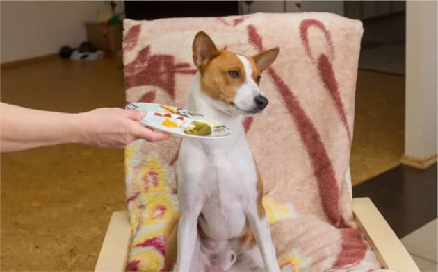 狗狗挑食,怎么纠正?