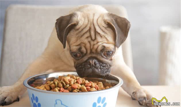 狗狗挑食,怎么纠正?