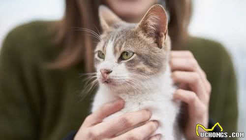 辟谣：小猫天生就去猫砂盆上厕所？幼猫需要这样教才会定点如厕