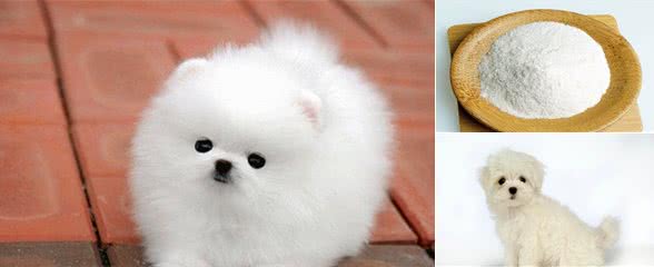 新手养狗手册：一个多月的狗狗吃什么？喂养方法参考