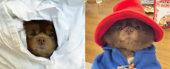 博美犬因体型过大被丢弃，被领养后竟可爱的像只小熊