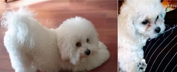 养比熊犬的注意了：狗狗出现这6个情况，是在向你求救