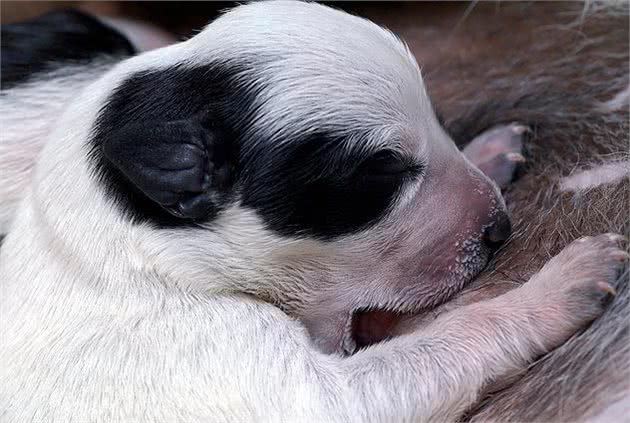 什么是犬乳腺炎？乳腺炎有几种类型？主人要更注意狗狗的产后护理