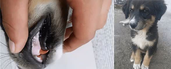 路上捡到一只小土狗，瞧着牙齿有些不对，扒开嘴巴后直言很少见