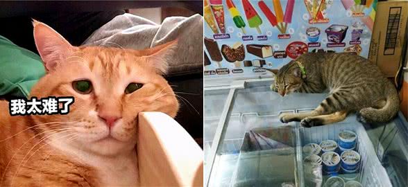 我寻思着猫咪为了凉快能多拼？直到看到了它们